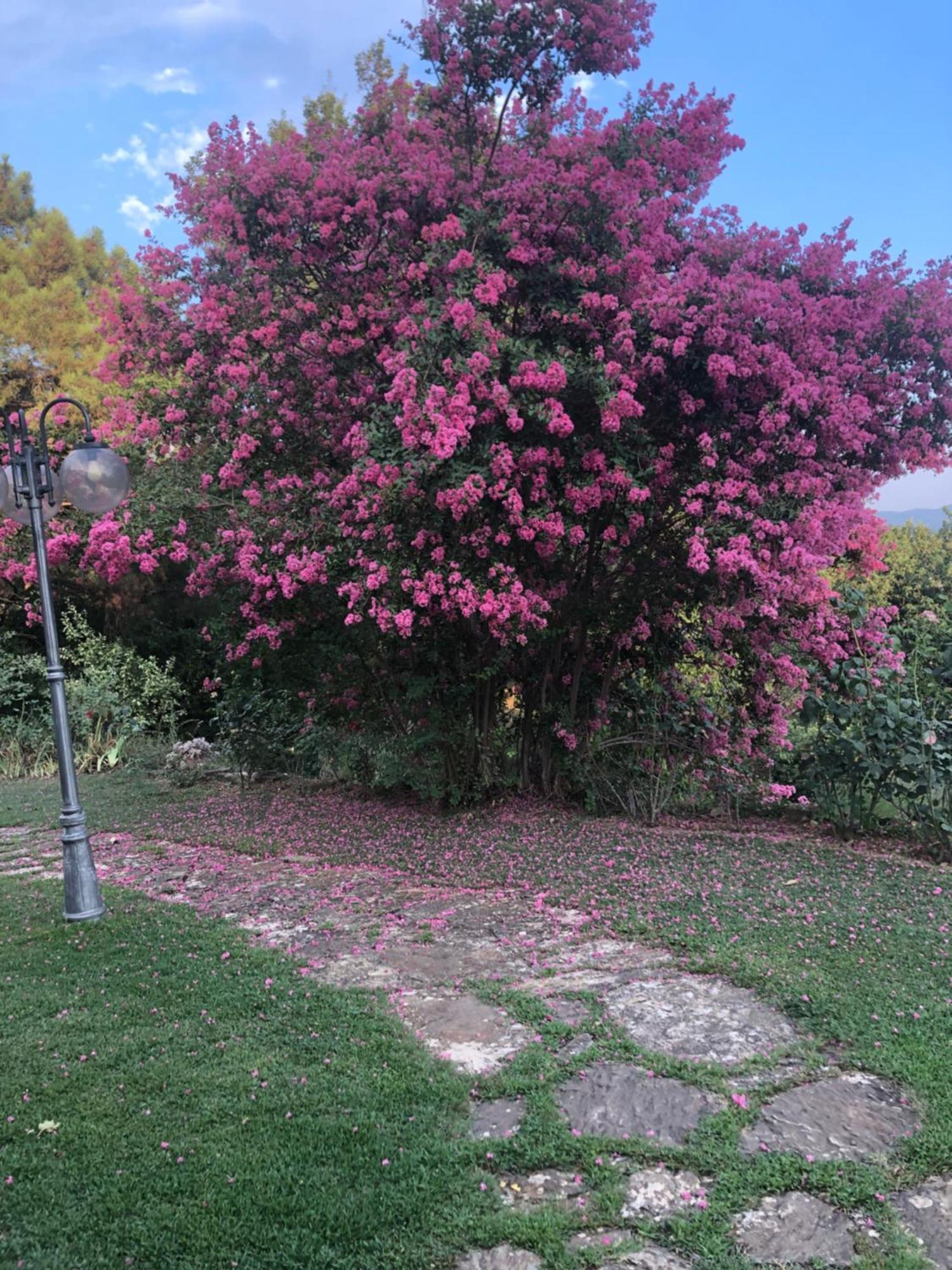 Villaspino Capolona ภายนอก รูปภาพ